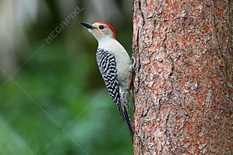 Woodpecker on a pine tree