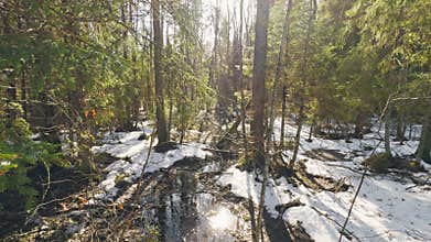The wild forest wakes up, the sun rays through the trees, the snow melts, streams flow, green fir-trees at clear sunny
