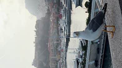 Close-up view of seagull in port Hercules at sun, huge boat, a lot of new mega yachts in Monaco, Monte-Carlo