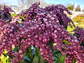 The tiny purple flowers of Pieris Japonica \'Katsura\'