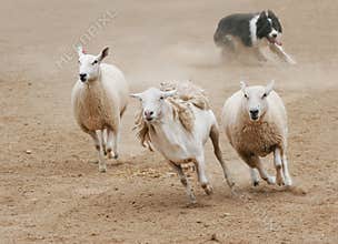 Chasing Sheep