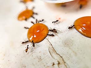 Macro groups of ants eating honey drop