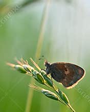 May butterfly - Coenonympha pamphilus - on a blade of grass