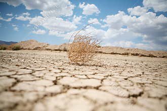 Tumbleweed in the desert