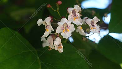 Beautiful flowers of Catalpa sway in the wind in close-up. Native American legume tree, lilac relative, cigar tree