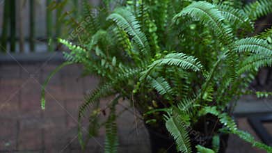 The perennial herbaceous fern Nephrolepis exaltata grows in a large pot outdoors. Also known as swordfish or Boston fern