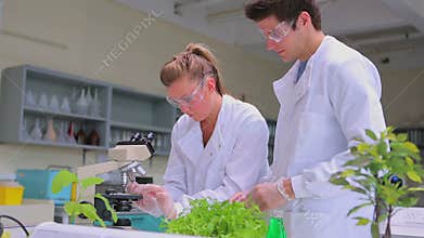 Students doing plant research in the lab