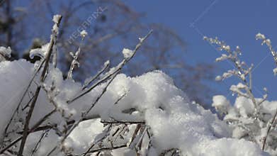 The plants stand covered in ice after a winter storm.