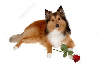 Romantic dog 2