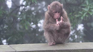 Monkey
