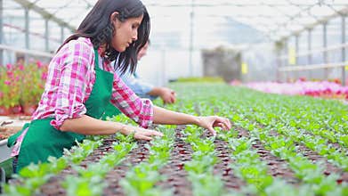People working in greenhouse
