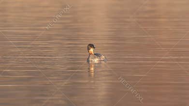 Pie Billed grebe in golden light