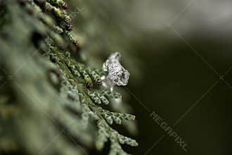 Sparkling Ice Crystal on Green Evergreen Branch