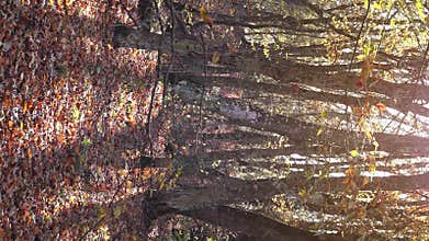 background with autumn colorful leaves