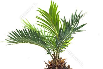 Palm Tree