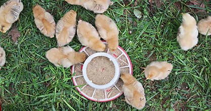Poultry chicks gathered around feeding dish on grass in outdoor setting