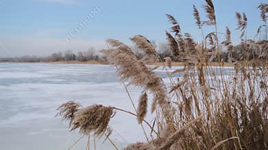 Serene winter scene of a frozen lake with thin ice layers, bubbles beneath, dry reeds emerging, snow patches on edges