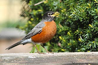 American Robin Redbreast with Evergreen Background - Turdus migratorius