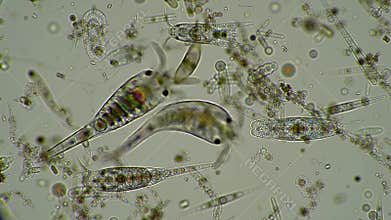 Animated Microscopic Ecosystem with Zooplankton and Phytoplankton in Clear Fluid Research and Education Background with Small
