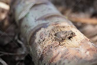 frog camouflaged on a dead tree trunk