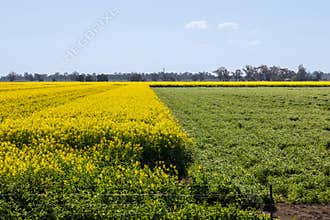 Contrasting fields of canola and lucerne or alfalfa with startlingly different colors.