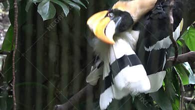 The toucan is preening its feathers.