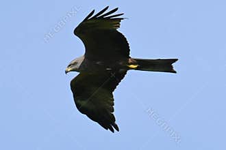 Black Kite (Milvus migrans) in flight against a blue sky