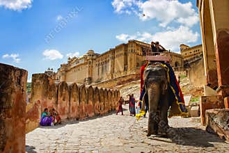 Decorated elephant carry driver in Amber Fort, Jaipur, Rajasthan, India.
