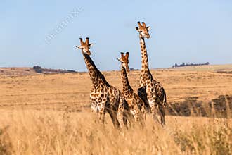 Three Giraffes Together Wildlife Animals