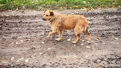 Homeless dogs in animal shelter. Dogs waiting for adoption