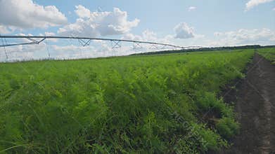 A Beautiful Lush Green carrots Agricultural Field Equipped with an Efficient Irrigation System