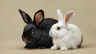 Two adorable rabbits one black and one white sit side by side on a neutral background