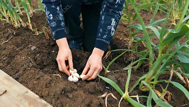 Gardener planting garlic cloves in fertile soil for a healthy organic vegetable garden crop