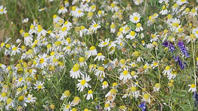 A beautiful wildflower field filled with daisies and delicate violets under the bright sun