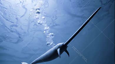 Swordfish swimming underwater seen from below for marine wildlife concepts