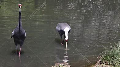 Two White-naped crane birds (Grus Vipio)