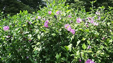 Hibiscus syriacus, Rose of Sharon or Syrian hibiscus is a flowering shrub native to East Asia, cultivated for its pink almost