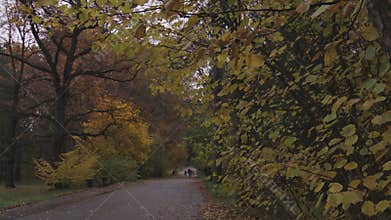 Beautiful rainy day in autumn, fallen leaves on the ground and yellow trees