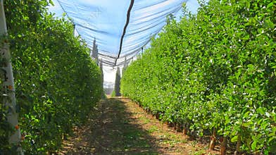 Industrial cultivation of apple trees with ripe fruits in a modern orchard