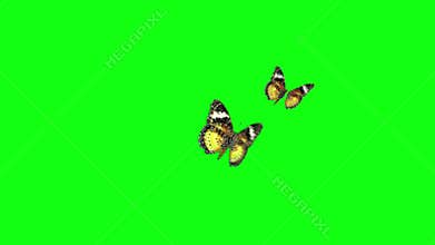 Yellow butterflies green screen