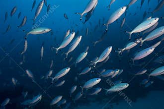School of fish