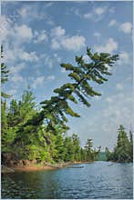 Landscape overlooking a lake in the forest and its vegetation