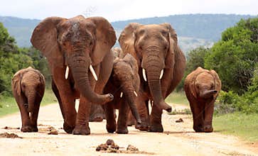 Herd of African elephants