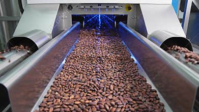 Automated Industrial Food Processing Conveyor Belt System Sorting Cocoa Beans Under Blue Light Illumination Technology for Quality