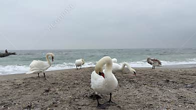 Mute Swan Preening on Black Sea Sandy Beach