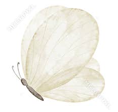 Butterfly watercolor illustration in light yellow pastel colors with delicate transparent wings. Drawing of insect for baby shower