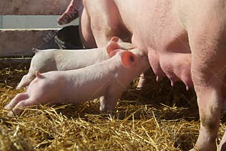 Cute Baby Piglets Milking From Mother Pig