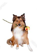Romantic dog 4