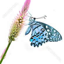 Blue butterfly on flower