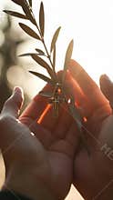 Hands holding olive branch and cross pendant in sunlight